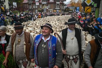 Morze owiec na ulicach polskiego uzdrowiska. W tym roku redyk ma być wyjątkowy