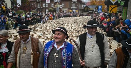 Morze owiec na ulicach polskiego uzdrowiska. W tym roku redyk ma być wyjątkowy