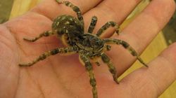 Tarantula ukraińska w Polsce. To jeden z największych pająków w Europie