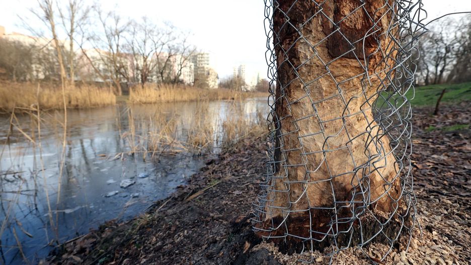 Warszawa. Służew nad Dolinką. Ślady działalnosci i obecności bobrów, zabezpieczone drzewa nad stawem 