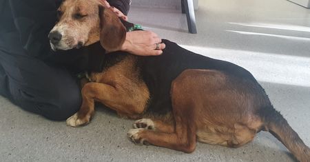 Został skazany za zoofilię. Sąd zwlekał, on skrzywdził kolejne zwierzę