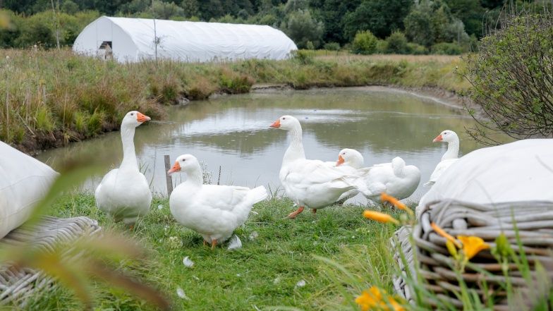 Forgotten Fields Farm Wojciecha Modesta Amaro