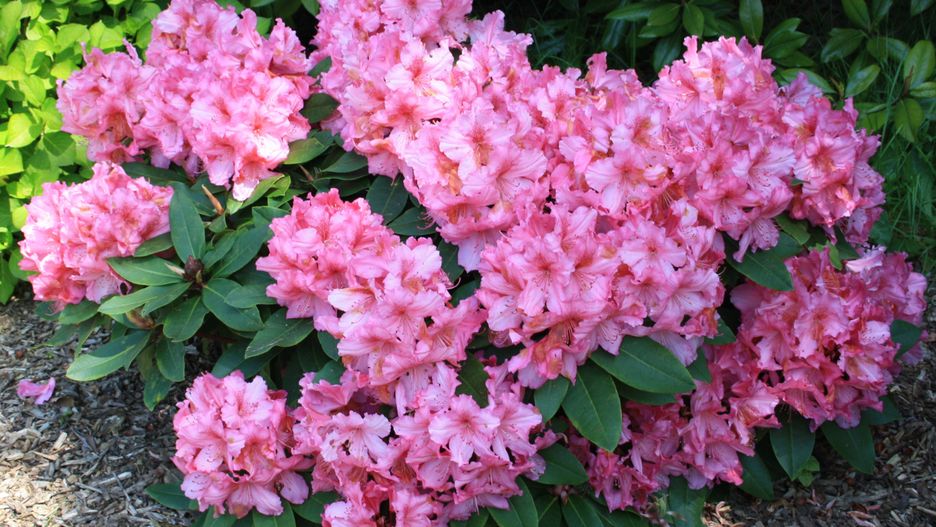 Jak dbać o rododendrony?