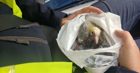 Nietypowa interwencja policjantów zatrzymali ruch, by uratować małego gołębia