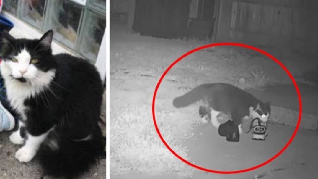 Ten kot to prawdziwy przestępca. Siał postrach w okolicy. 