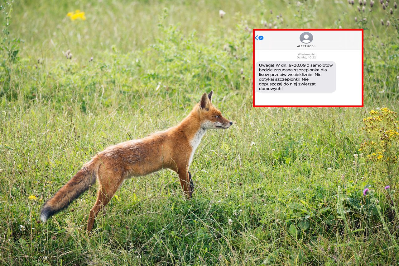 Alert RBC o szczepieniach lisów. Co będą zrzucały samoloty?