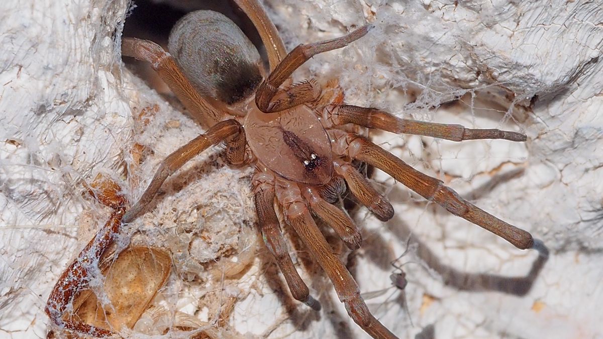 Nie tylko słońce i plaża. Na Balearach odnotowano kolejne ukąsze