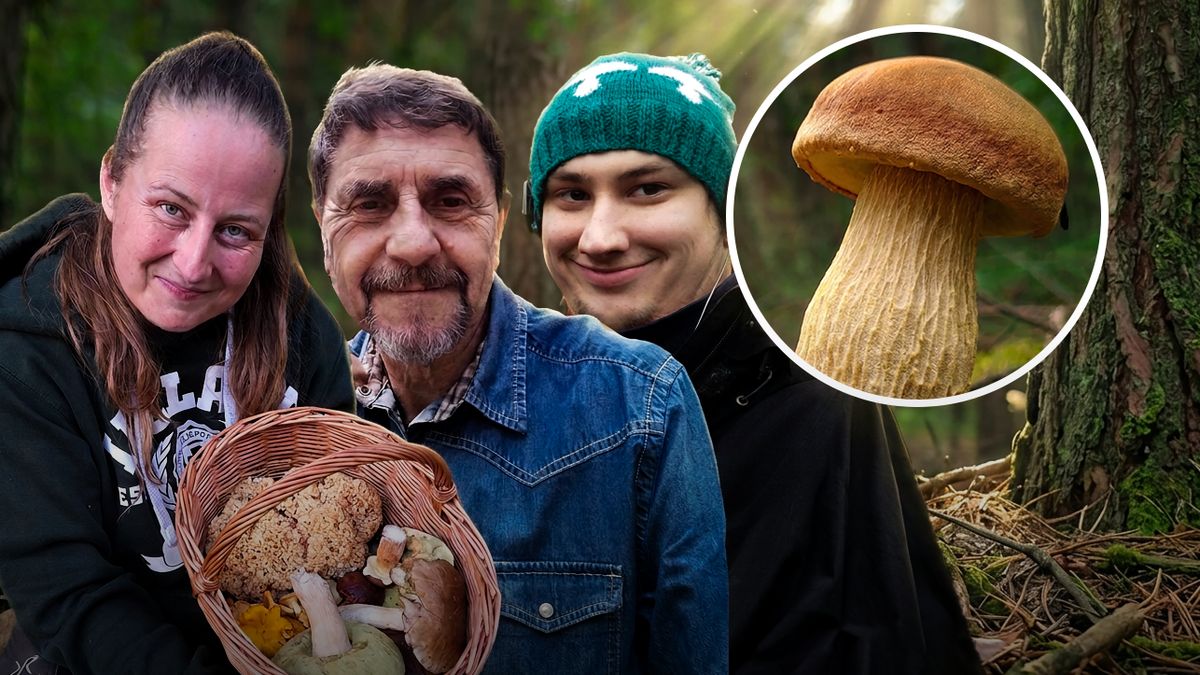 Eksperci o borowiku wysmukłym