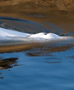 "Nadzwyczajna operacja" w Paryżu. Ogromny waleń zmarł w trakcie transportu
