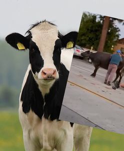 Spektakularna ucieczka. Bydło czmychnęło z rzeźni