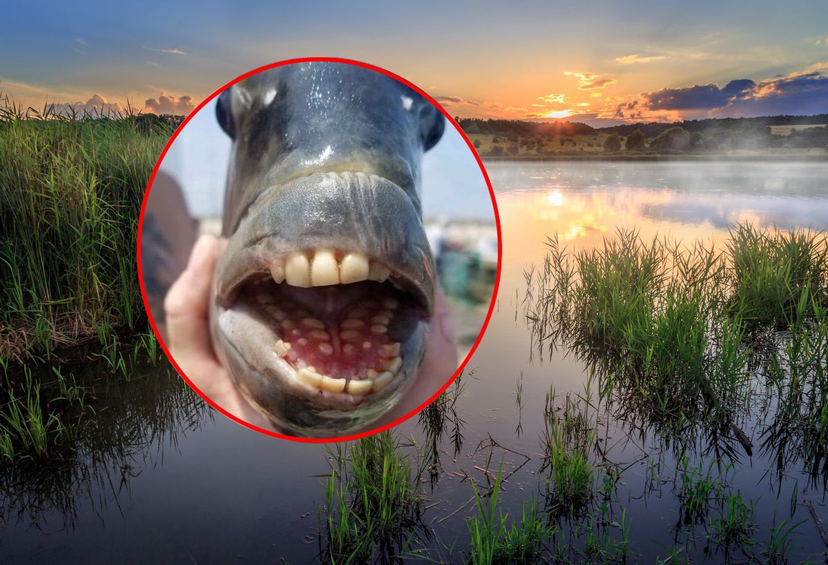 Angler caught a fish with "human teeth". It kept something in its mouth