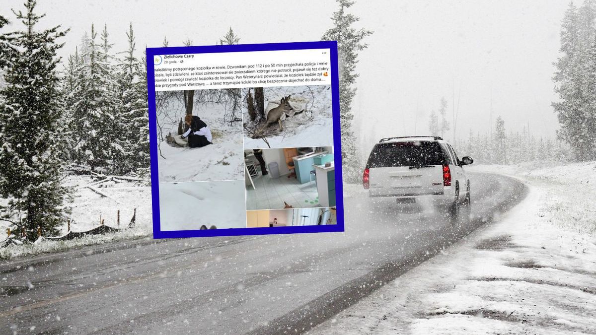 Potrącony koziołek w rowie