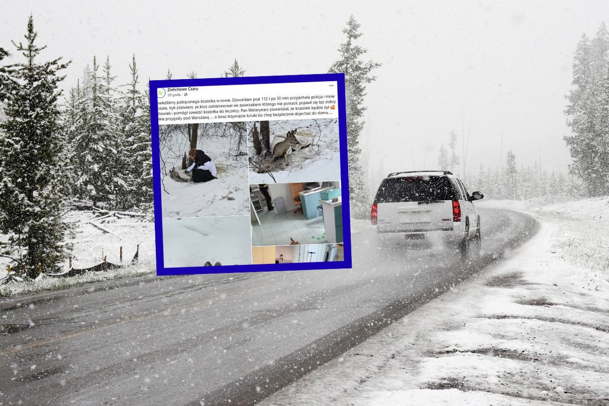 Ranny i osłabiony. Leżał w zaspie przy drodze. Od razu się zatrzymała