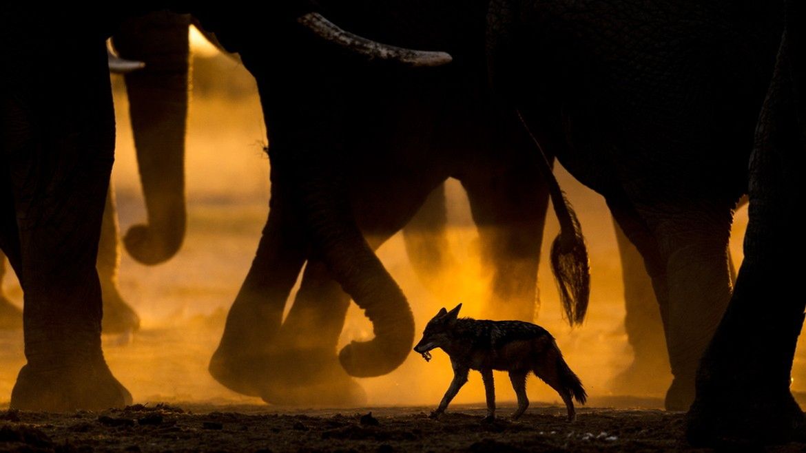 Oto najlepsze zdjęcia przyrodnicze z Europy. Zobaczcie fotografie zwycięzców konkursu GDT European Wildlife Photographer of the Year 2017 6