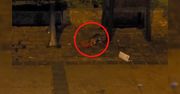 Plaga szczurów w centrum Częstochowy. Zaniepokojeni mieszkańcy publikują nagranie