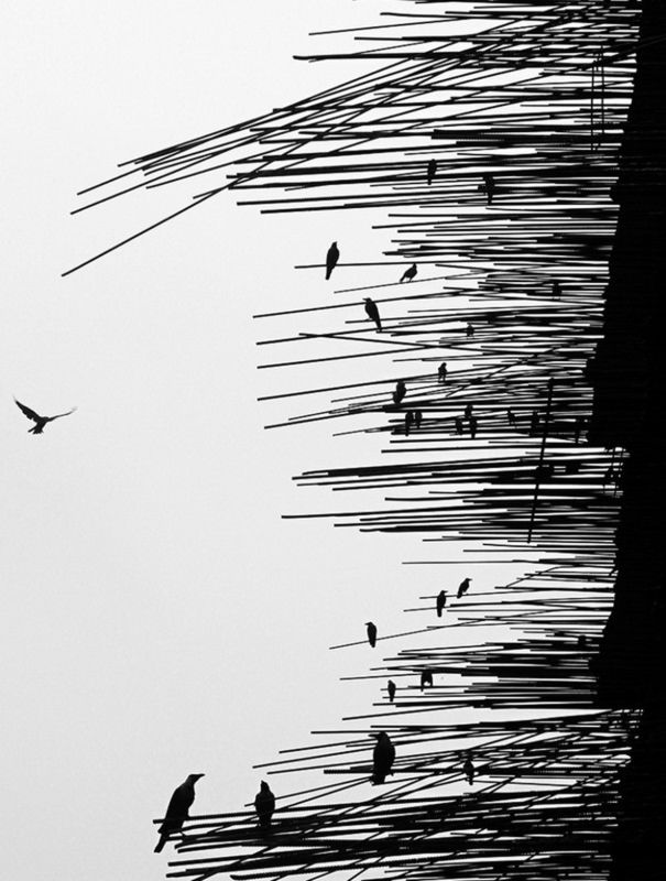 Znamy zwycięzców Black & White Spider Awards. Marek Lapis wielokrotnie wyróżniony 29