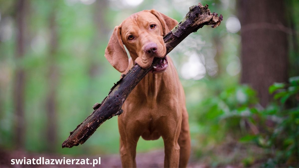 wyżeł węgierski - Vizsla na spacerze w lesie