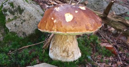 Pogoda dopisała grzybiarzom. Zdjęcia z Bieszczad