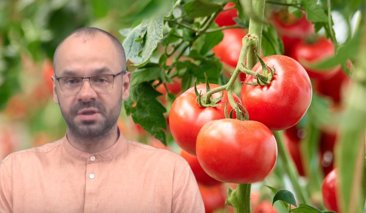 Codzienne jedzenie pomidorów ma większy wpływ na organizm niż myślisz. Doktor nie ma wątpliwości