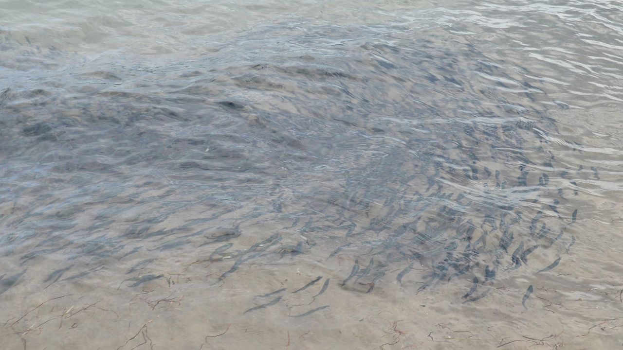 Millions of capelin fall victim to unprecedented cod feast