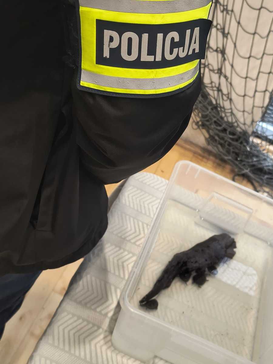 Nielegalny handel zwierzętami chronionymi podczas targów w Lublinie