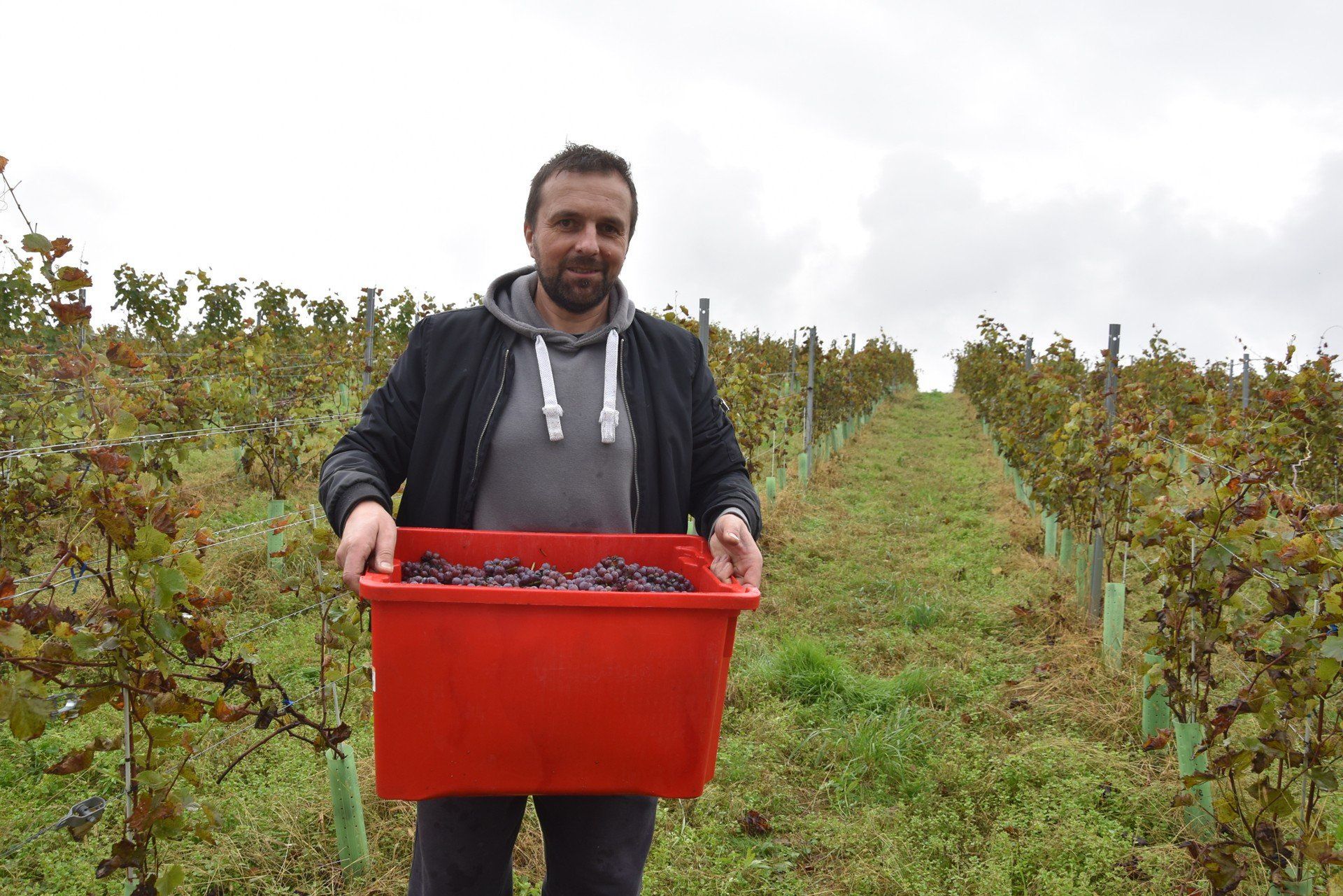 Zbiory winogron na Winnicy Tarnowskiej. Grzegorz Pachoł spodziewał się, że rośliny lepiej obrodzą, ale na przeszkodzie stanęły wiosenne przymrozki oraz dużo deszczowych dni
