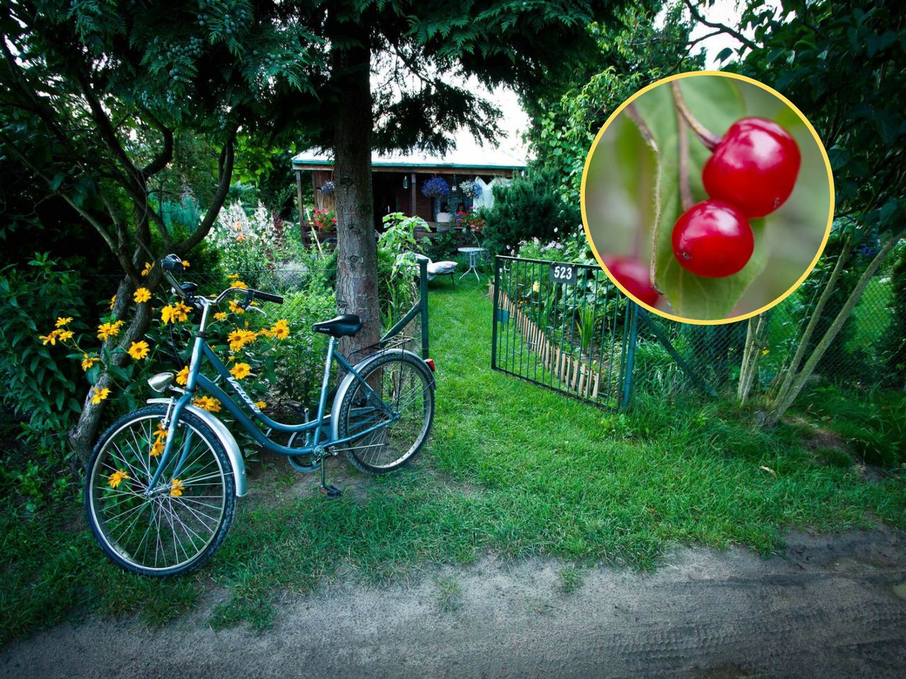 Zjadła prosto z krzaka. Do szpitala przyjechały w ostatniej chwili