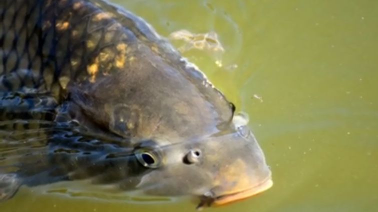 Świąteczne dania z karpiem można przygotować w wersji light 