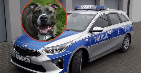 Pies rzucił się na policjanta. Właściciel poniesie konsekwencje