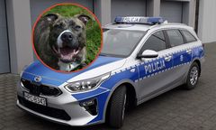Pies rzucił się na policjanta. Właściciel poniesie konsekwencje
