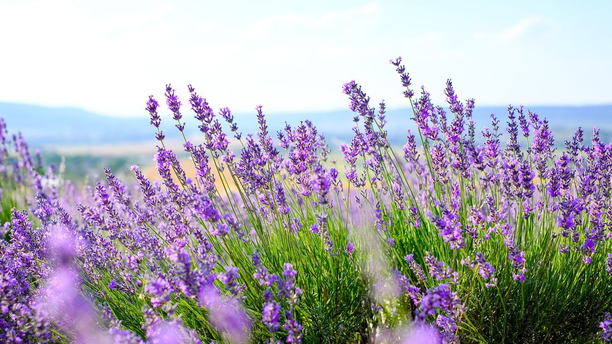 Nocne gąsienice z Afryki niszczą pola lawendy. Straty w uprawach sięgają od 20 do 100 proc. 