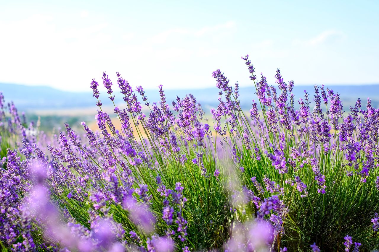 Plaga na południu Francji. Straty rolników uderzą w produkcję perfum i kosmetyków