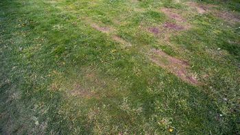 Obowiązkowy zabieg w marcu. Bez niego trawnik "wyłysieje"