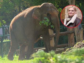 Była ulubienicą mieszkańców i turystów. Ma 62 lata i rusza w wielką podróż