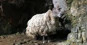 Najbardziej samotna owca uratowana. Dwa lata więzienia pod klifem w Szkocji
