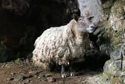Najbardziej samotna owca uratowana. Dwa lata więzienia pod klifem w Szkocji