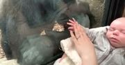 Mama przystawiła dziecko do szyby w zoo. Zdumiewająca reakcja gorylicy