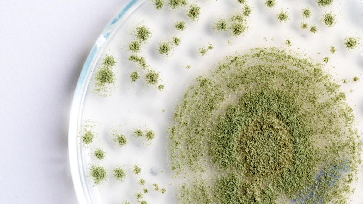 Aflatoksyny to rodzaj mykotoksyn, wytwarzanych przed niektóre grzyby