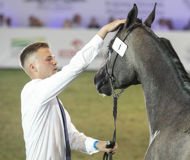 Były potęgą, dziś są na finansowym dnie. Wielkie straty stadnin koni arabskich