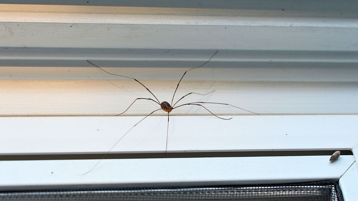 Pająk na futrynie okna