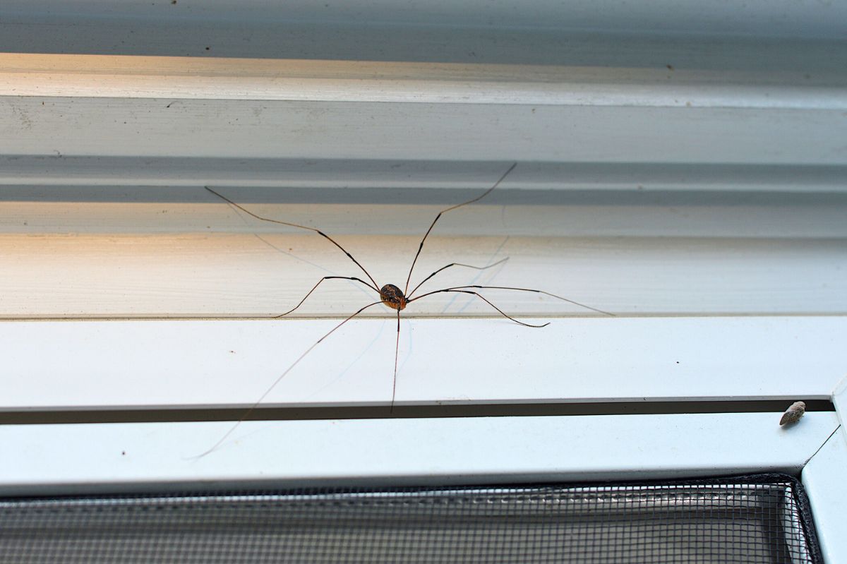 A spider on the window frame