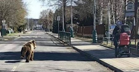 Ekspert o zachowaniu niedźwiedzia z Tatr. "Zaburzenia neurologiczne"