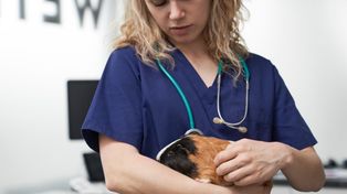 Brak apetytu u świnki? To jeden z najgroźniejszych objawów