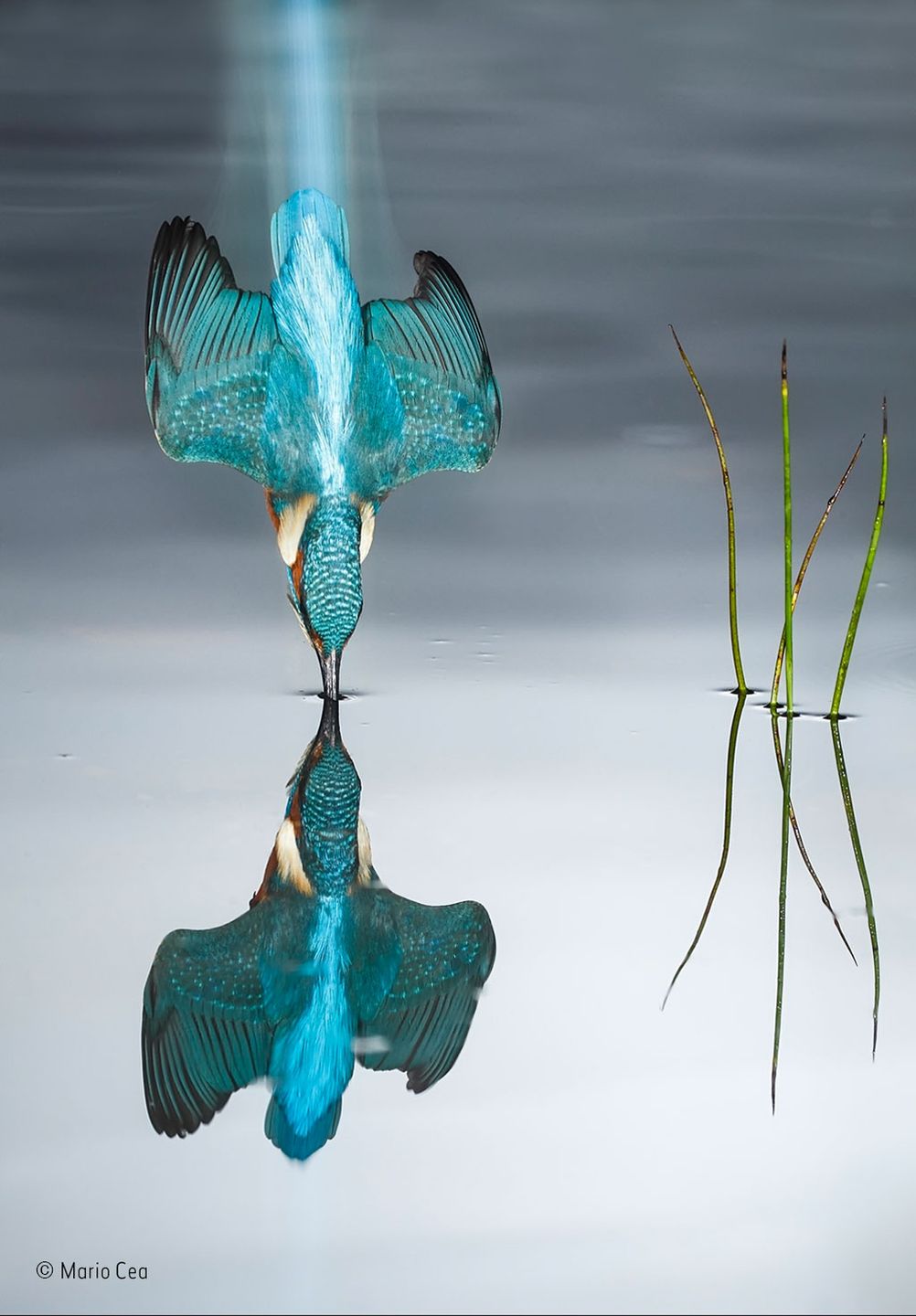 Oto nominacje do nagrody publiczności w konkursie Wildlife Photographer of the Year 2016 4
