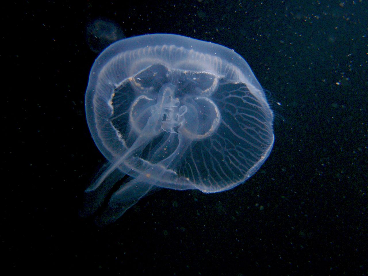 Nowy gatunek meduz u wybrzeży Hiszpanii