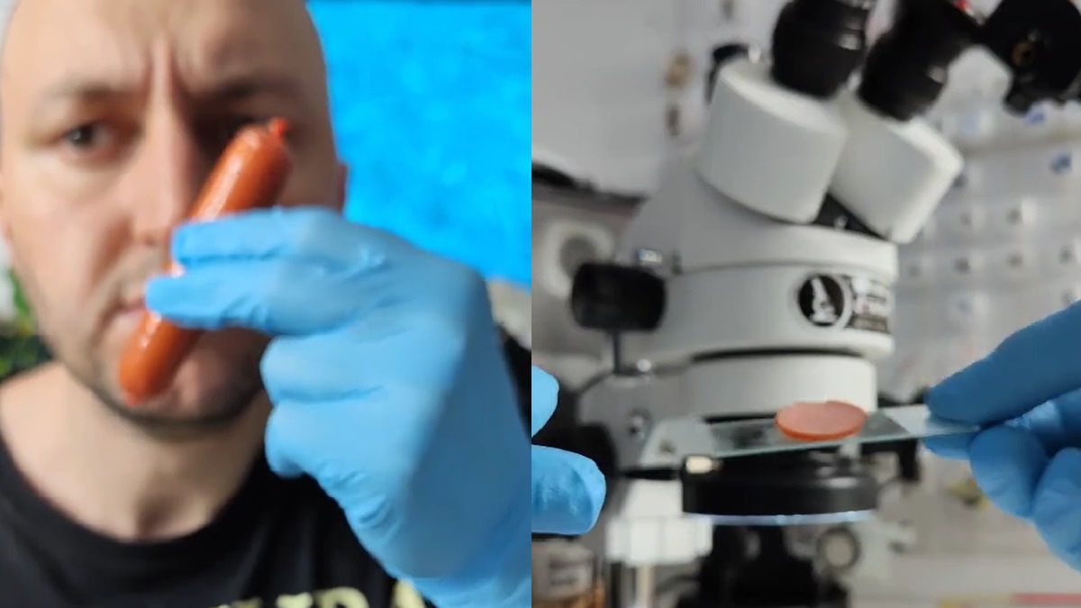 Tiktoker włożył parówkę pod mikroskop