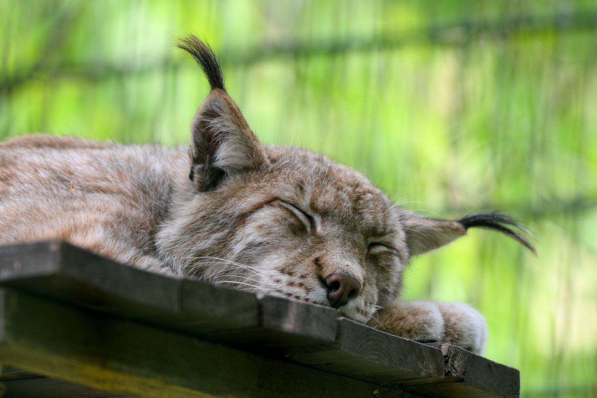 Możesz wejść za darmo do Gdańskiego Ogrodu Zoologicznego
