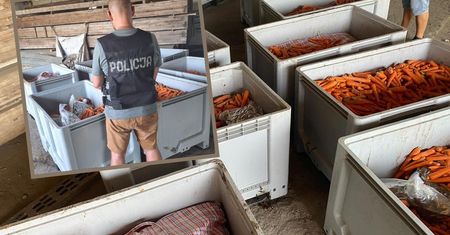 177 kilogramów marihuany pod skrzynkami z marchewką. Pięć osób zatrzymanych