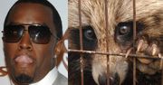 P. Diddy sprzedawał prawdziwe futra!