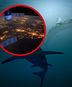 Śledzą rekiny z kosmosu. Przełomowy program w turystycznym raju